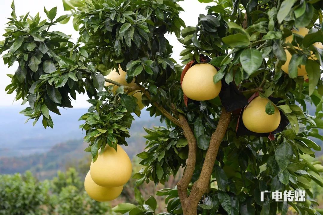 柚上头条啦7号巴州区范家沟村柚子园盛大开园约约约