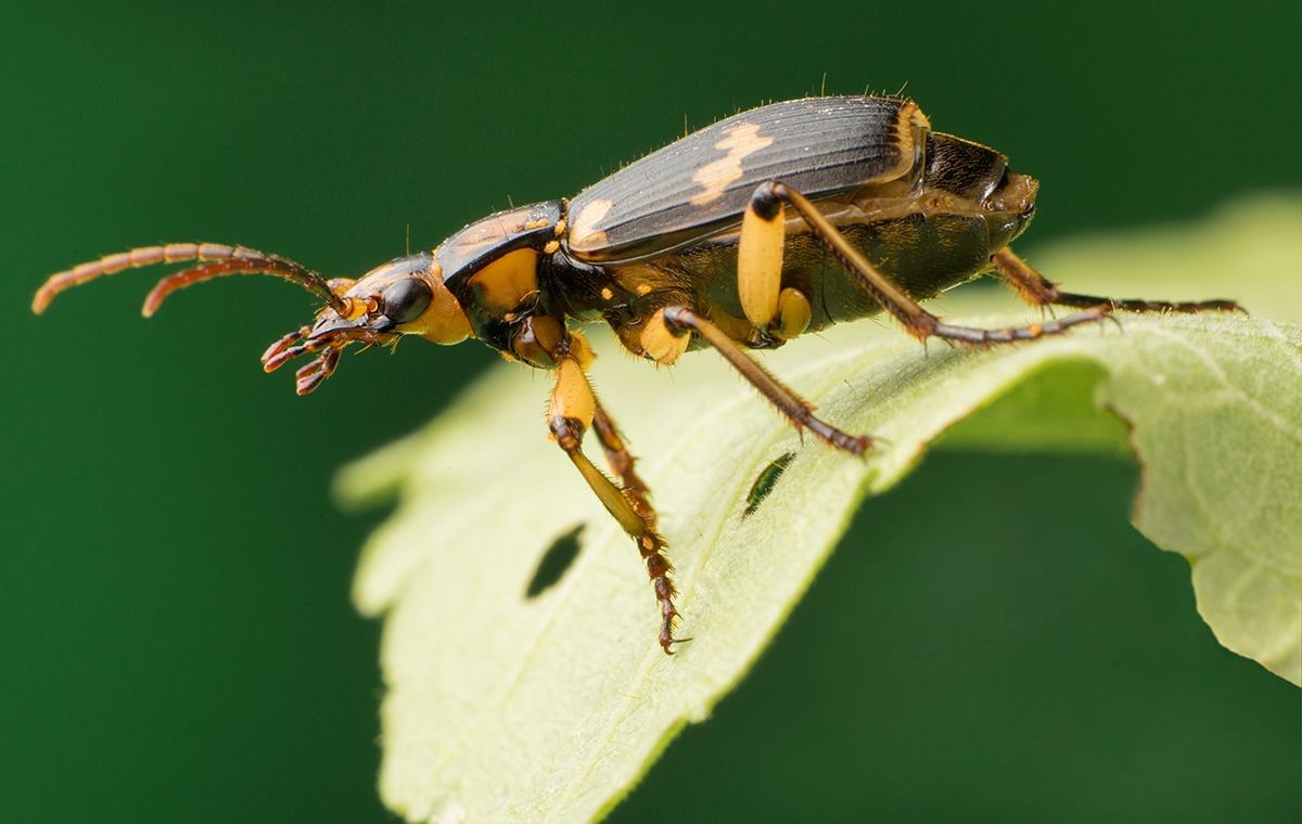 这种虫子能喷出100度高温的毒液为啥不会把自己烫熟
