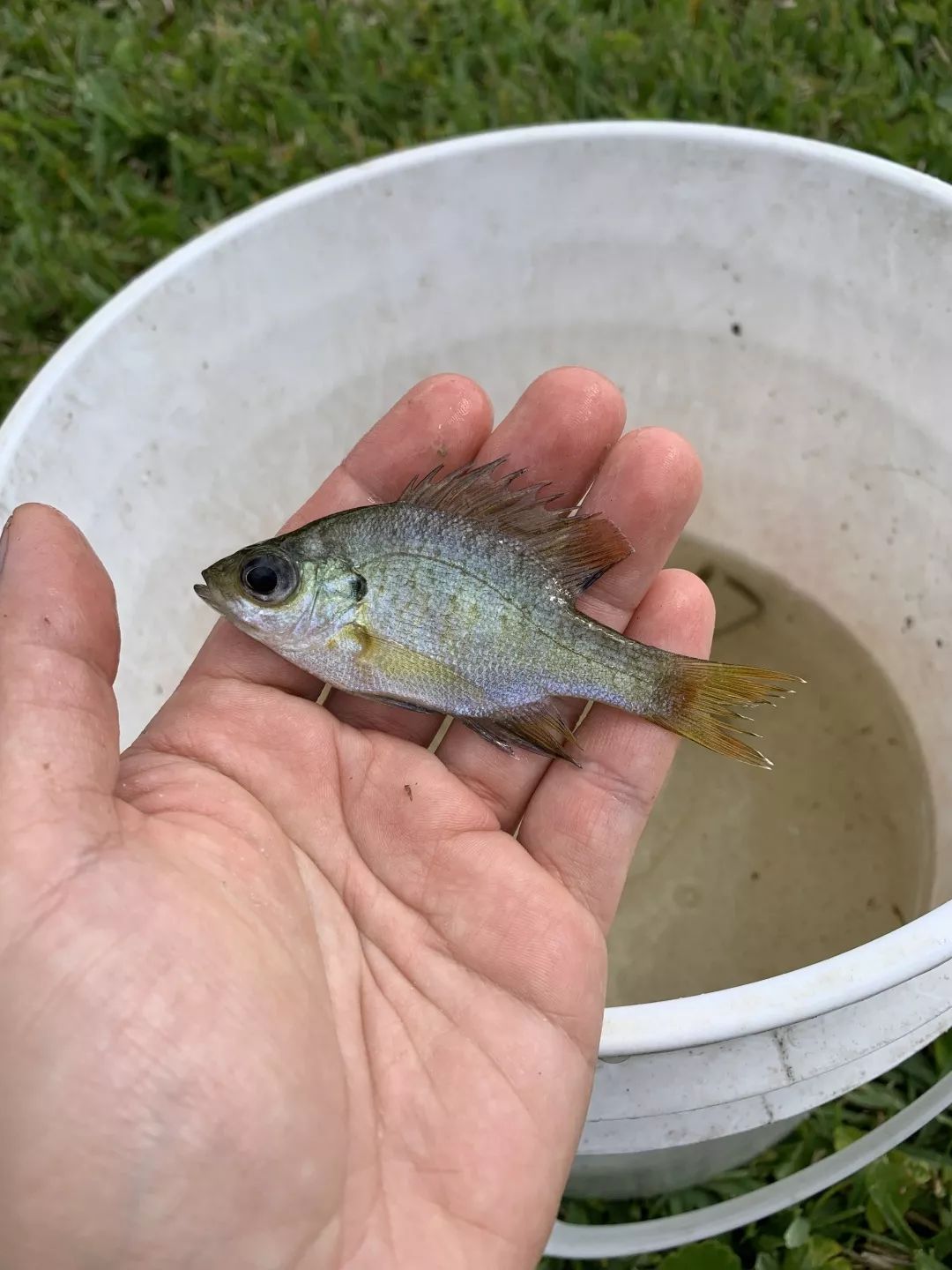 在 世界钓鱼之都 的市区内作钓孔雀鲈 连竿中鱼的情况太常见了 上 鲈鱼