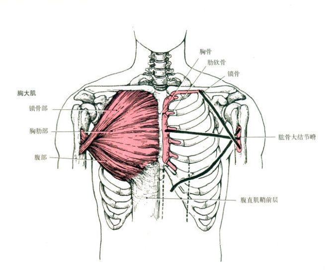 胸背位置示意图图片