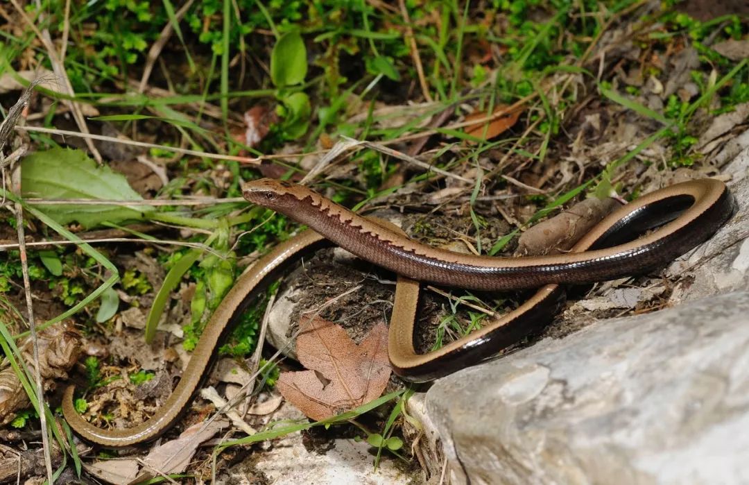 玉米熊信箱冬天里有条蛇吐出了舌头玉米熊小报no897