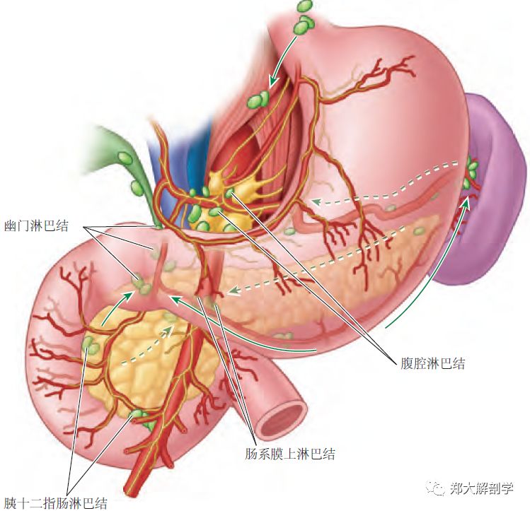 消化系统|小肠_十二指肠