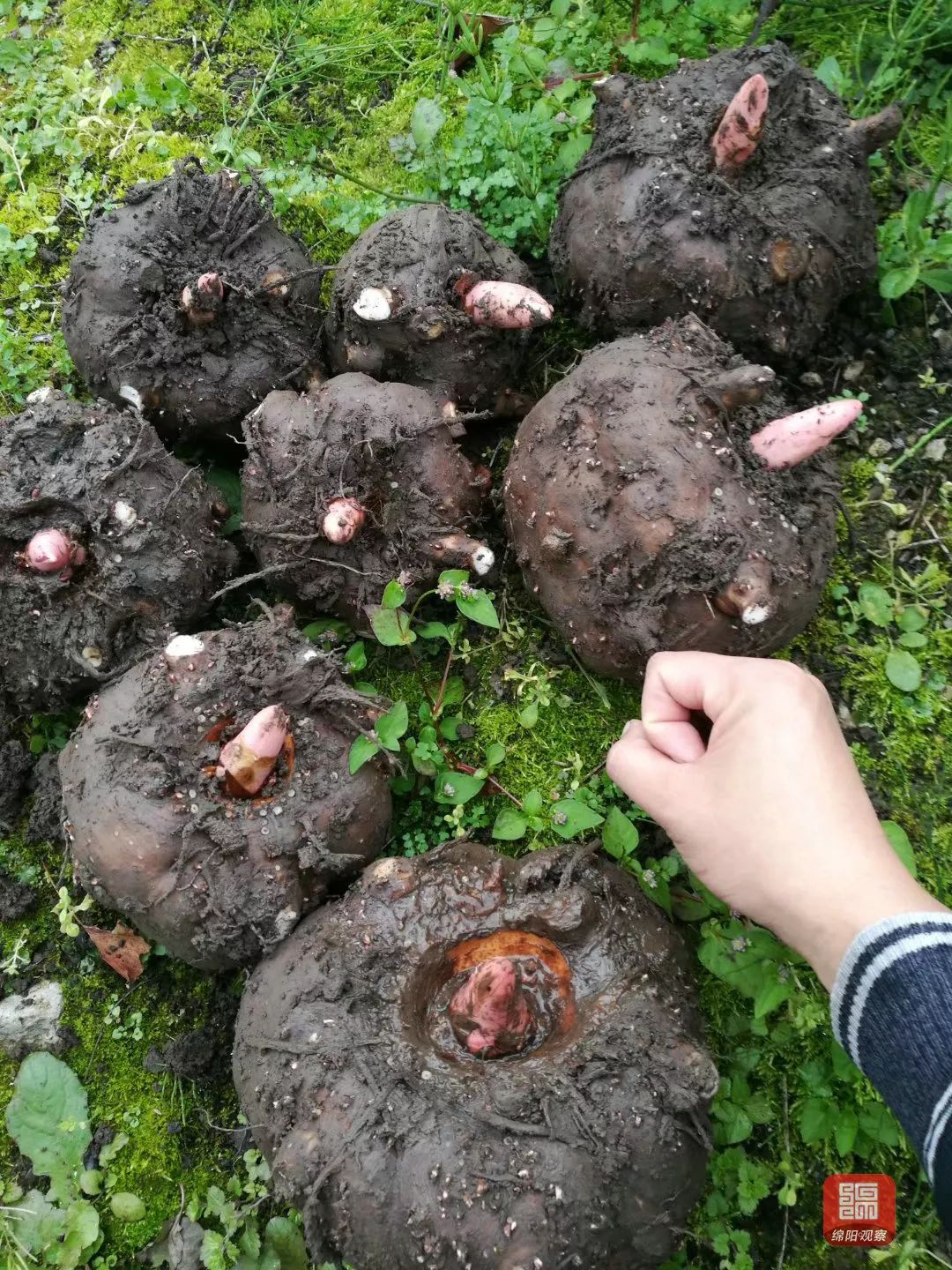 也是此次 简介 姓名:  安州魔芋 小名:蒟蒻(jǔ ruò) ,鬼芋 年龄