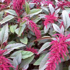 雪樱子有什么价值可以深加工的产品有哪些