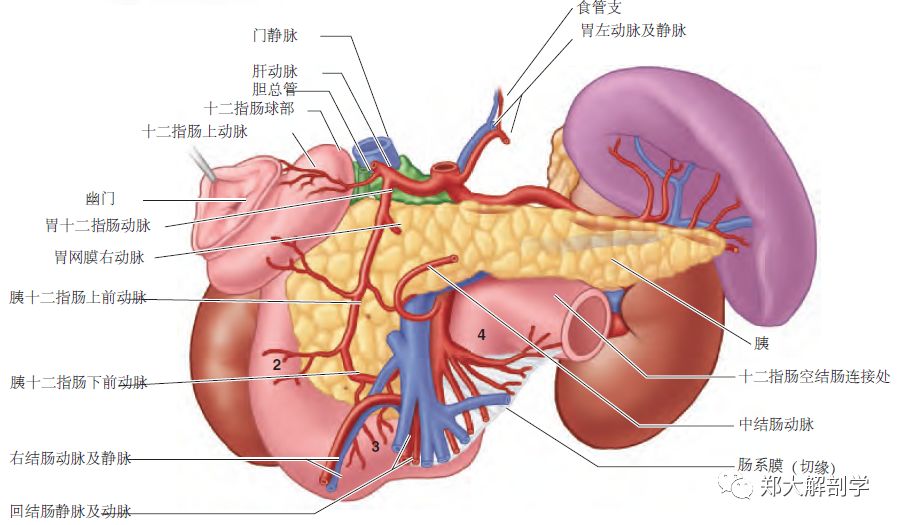 小肠分组六组图模式图图片