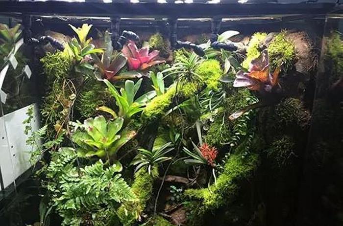 植物墙的变形,热带雨林缸(01)