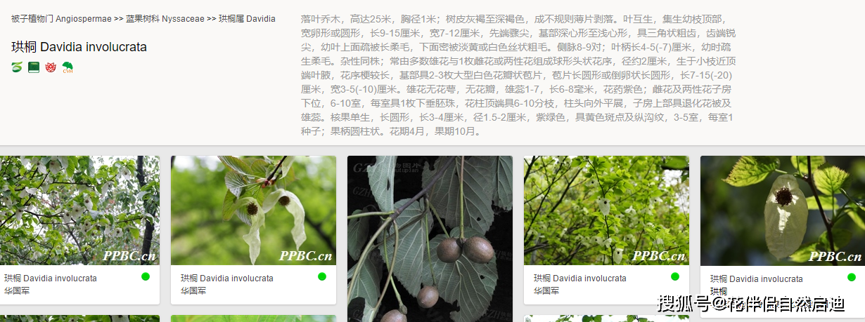 植物爱好者必备最全植物类查询专业网站