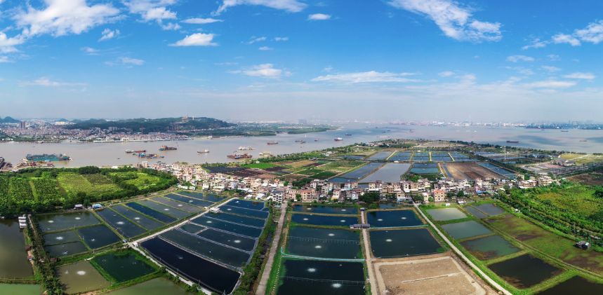 東鄰獅子洋,海鷗島農業公園位於番禺區石樓鎮,