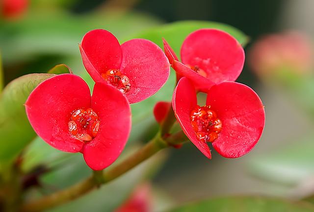 虎刺梅花语(虎刺梅花语和寓意)