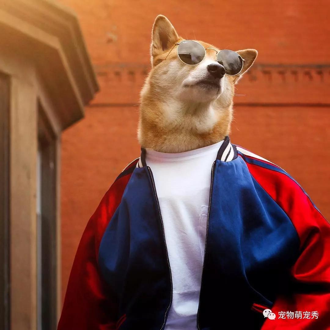 这只柴犬红得发紫!它是我见过穿衣服比人还好看的狗狗?