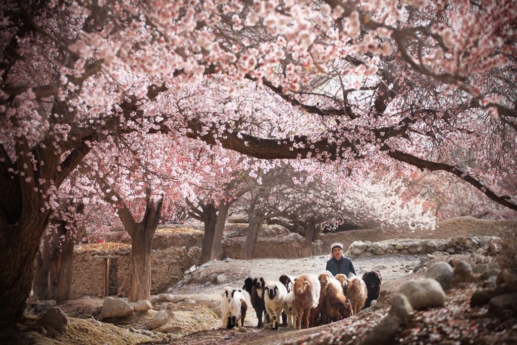 4月大同乡杏花塔吉克人文帕米尔高原湿地越野摄影团