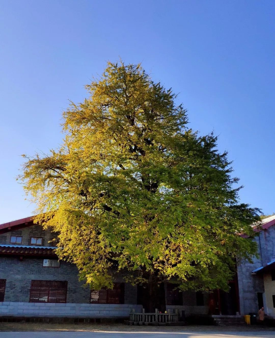 南昌旅游一卡通免费景区 | 云居山_银杏树