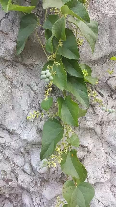 每日一花 | 木防己，在热带地区可进行庭院栽培…