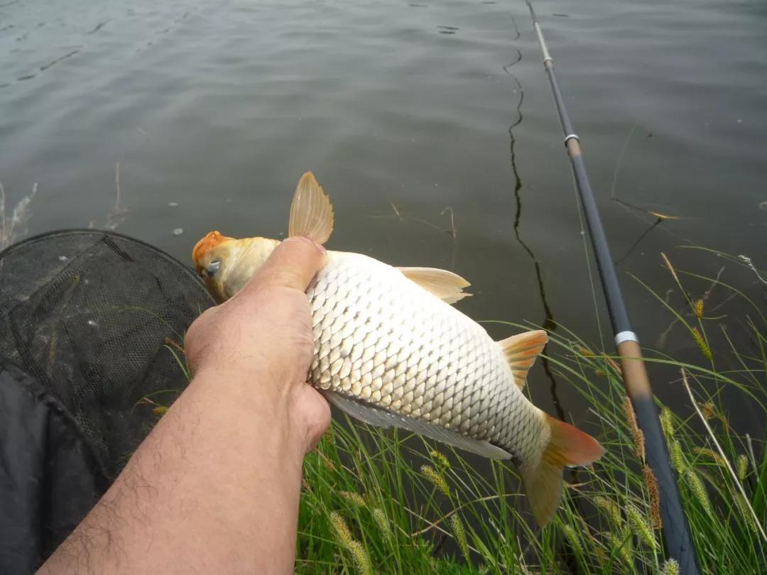 原创用矶钓竿钓鲤鱼谁试验过?方法有这么几种,但是子线长度也要注意