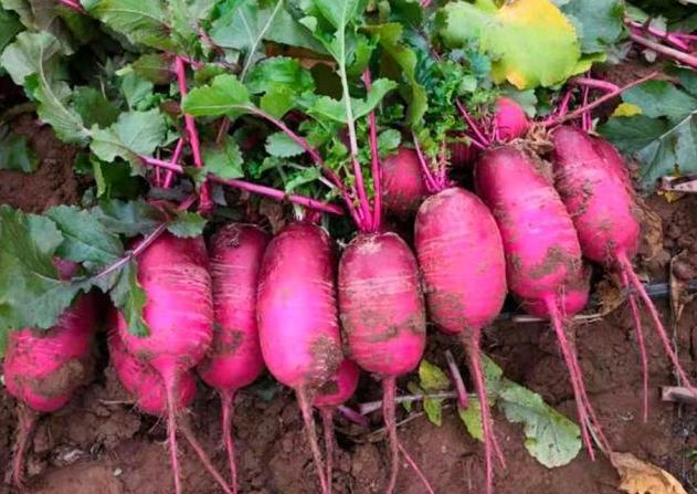 继水果萝卜之后,又出一种"凤梨萝卜",还没成熟就被预订一空