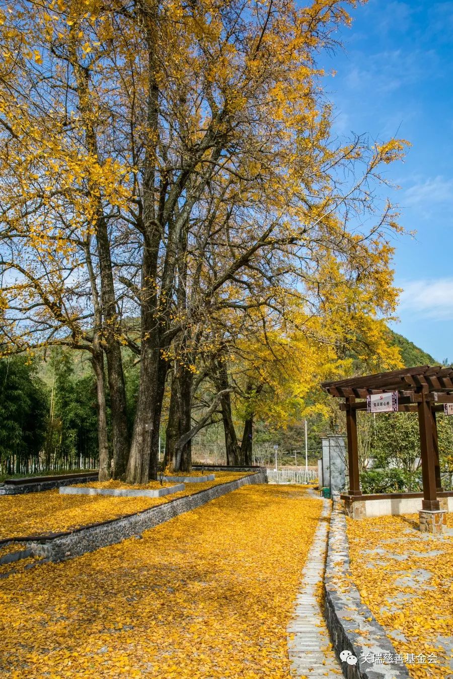 第130站  洞桥镇.枫瑞村