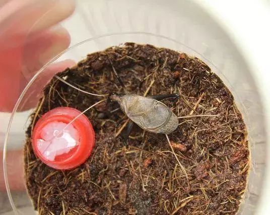 鸣虫界的"黑色吉他手"——马蛉