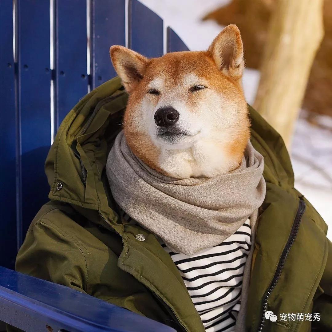 柴犬头像穿衣服图片