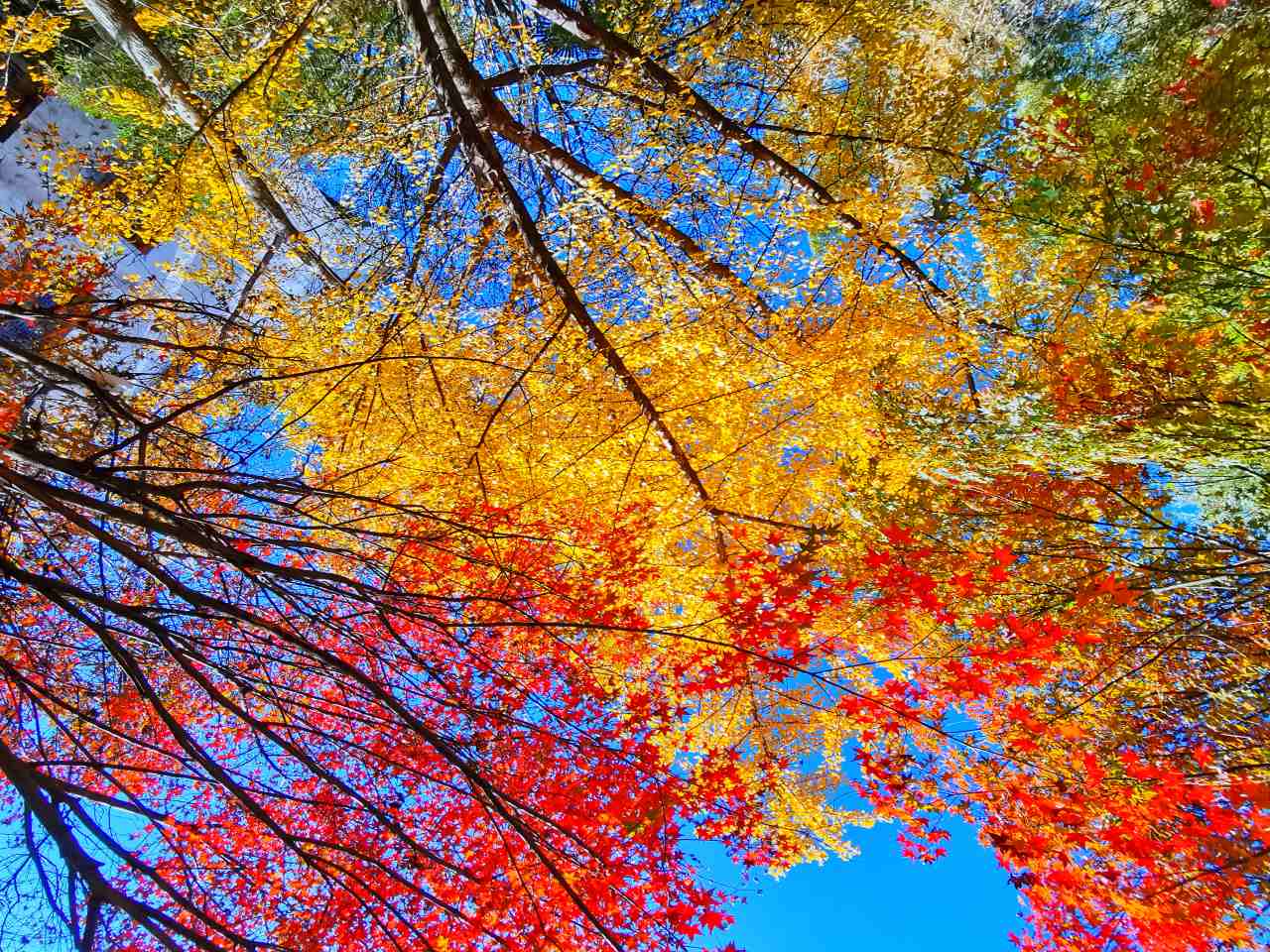 秋风悠,秋意浓,12月难得的瑰艳秋景