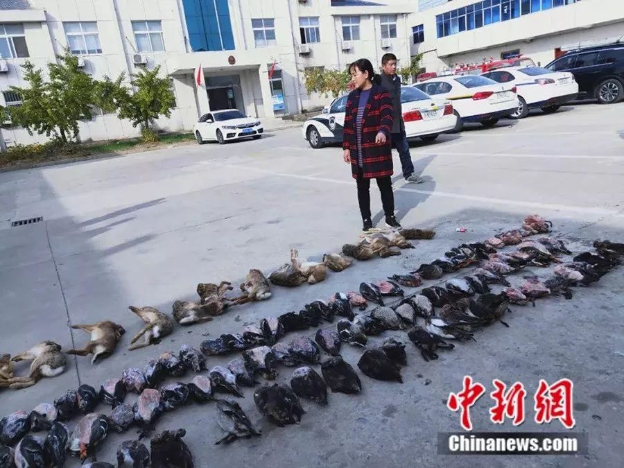 千只 图源 / 中新网如果我们搜索一下"呋喃丹"或者"克百威","扁毛霜"