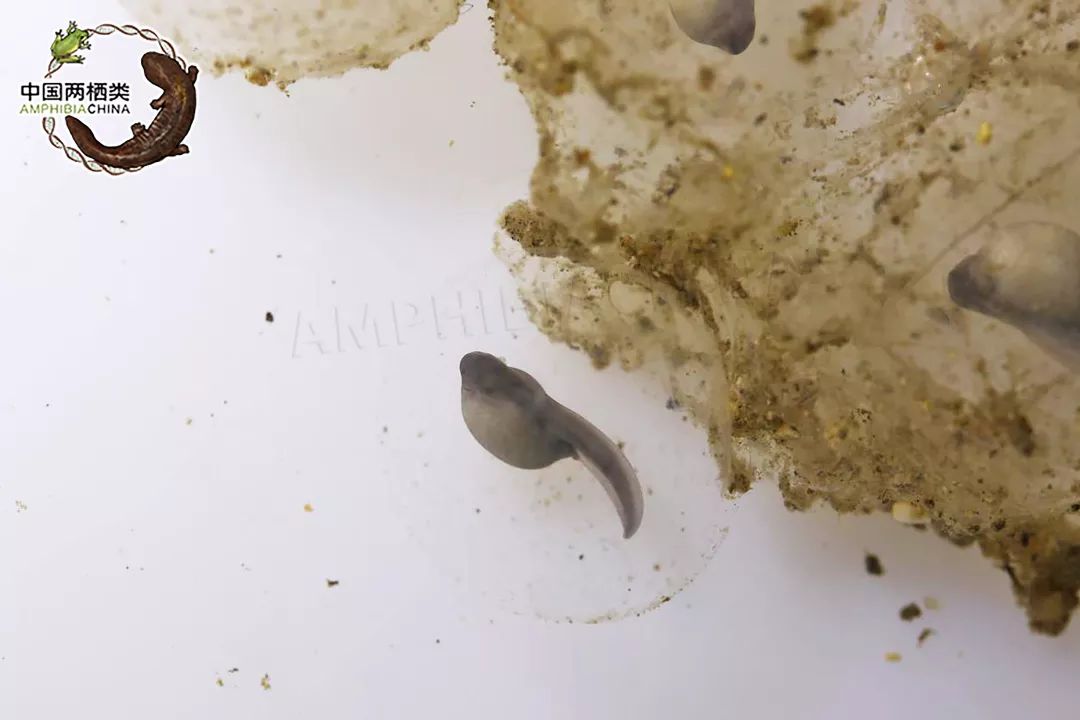 小棘蛙蝌蚪胚胎发育记