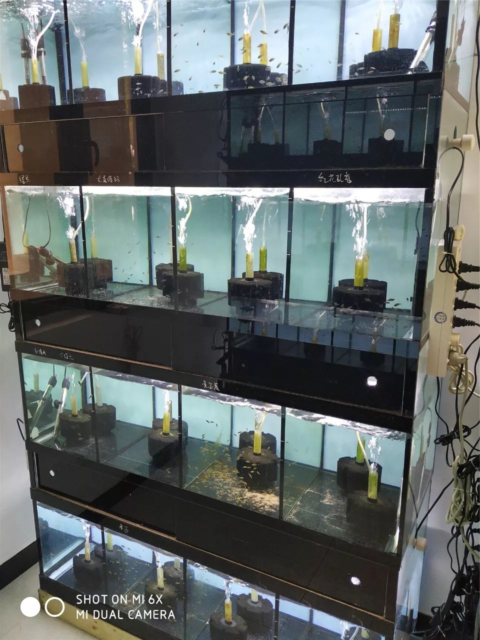 150cm坦鲷混养繁殖缸,看黄喷,燕尾,红细鳞轮流撒狗粮