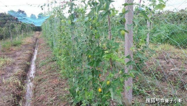 红香果在我国爆红,市场价格一度飙到100元一斤,很多人争相种植,投入高