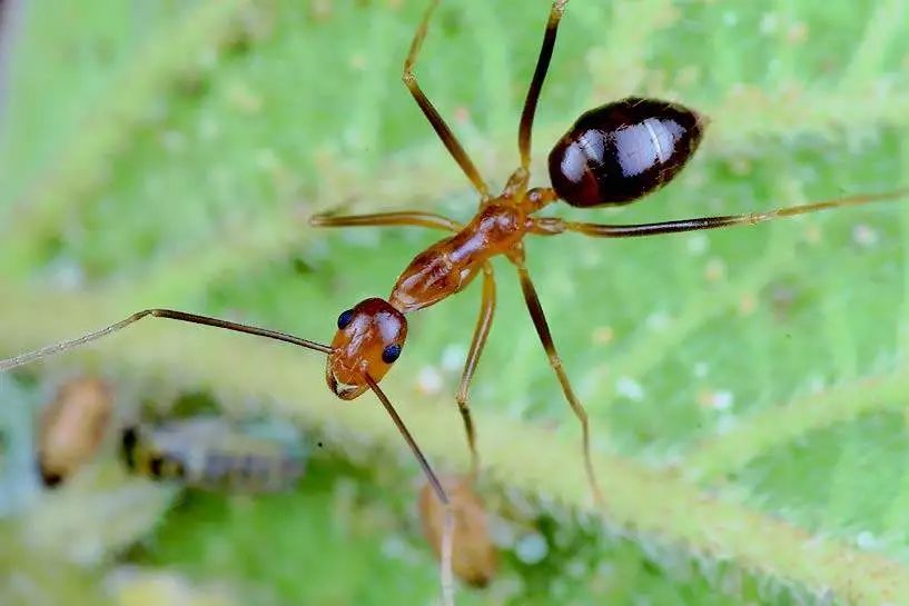 细足捷蚁工蚁群集取食的马铃薯甲虫三龄幼虫橡胶盔蚧若虫和成虫的介壳