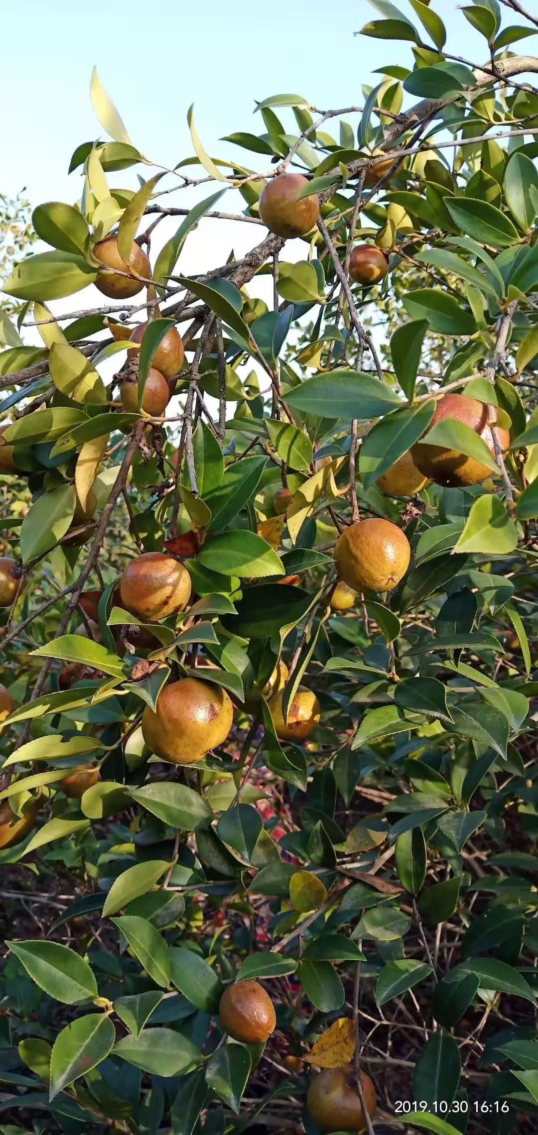 都昌500亩油茶果收成采摘啦,被誉为"东方神油"