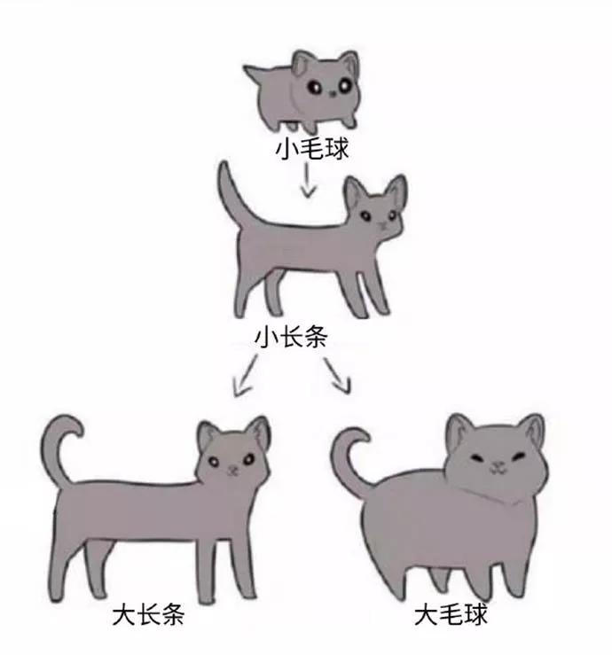 【16】猫的进化史