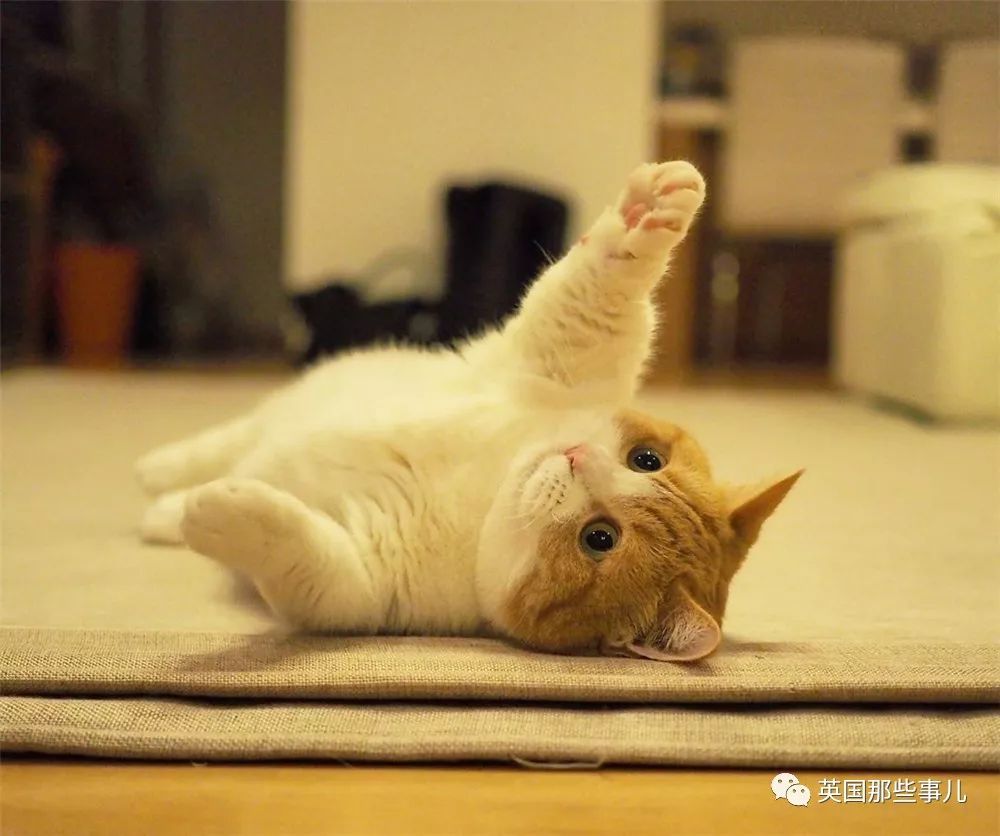 坐拥可爱喵兄妹,也太幸福了吧!_kinako