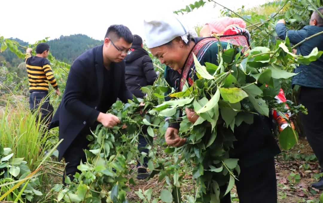 "今年我们种钩藤,比种田方便,不用看水,技术方面有工作组来指导,明年