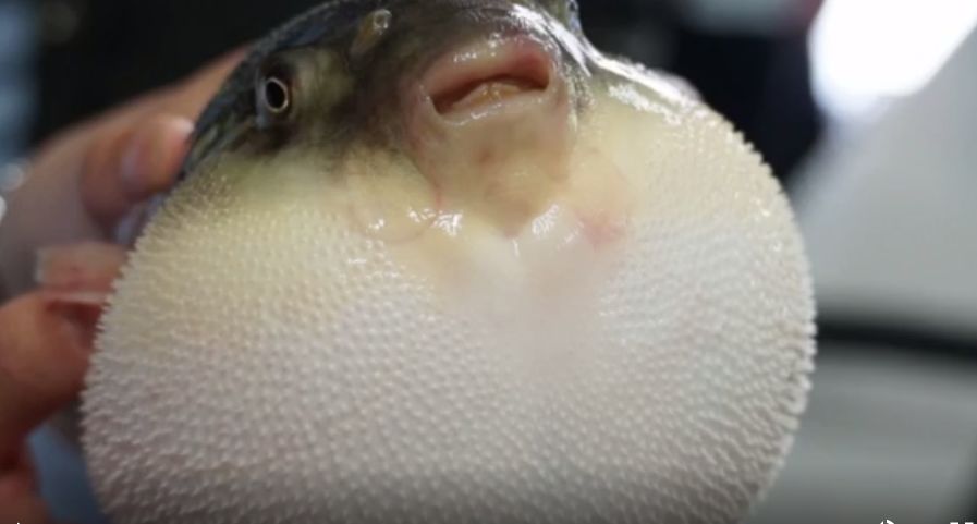 小凯出现这些症状,是因为食用了没有处理干净的河豚鱼导致中毒