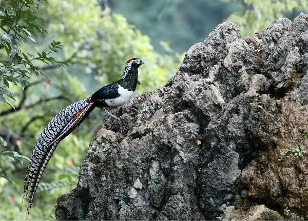 高黎之窗丨发现高黎贡山的秘密