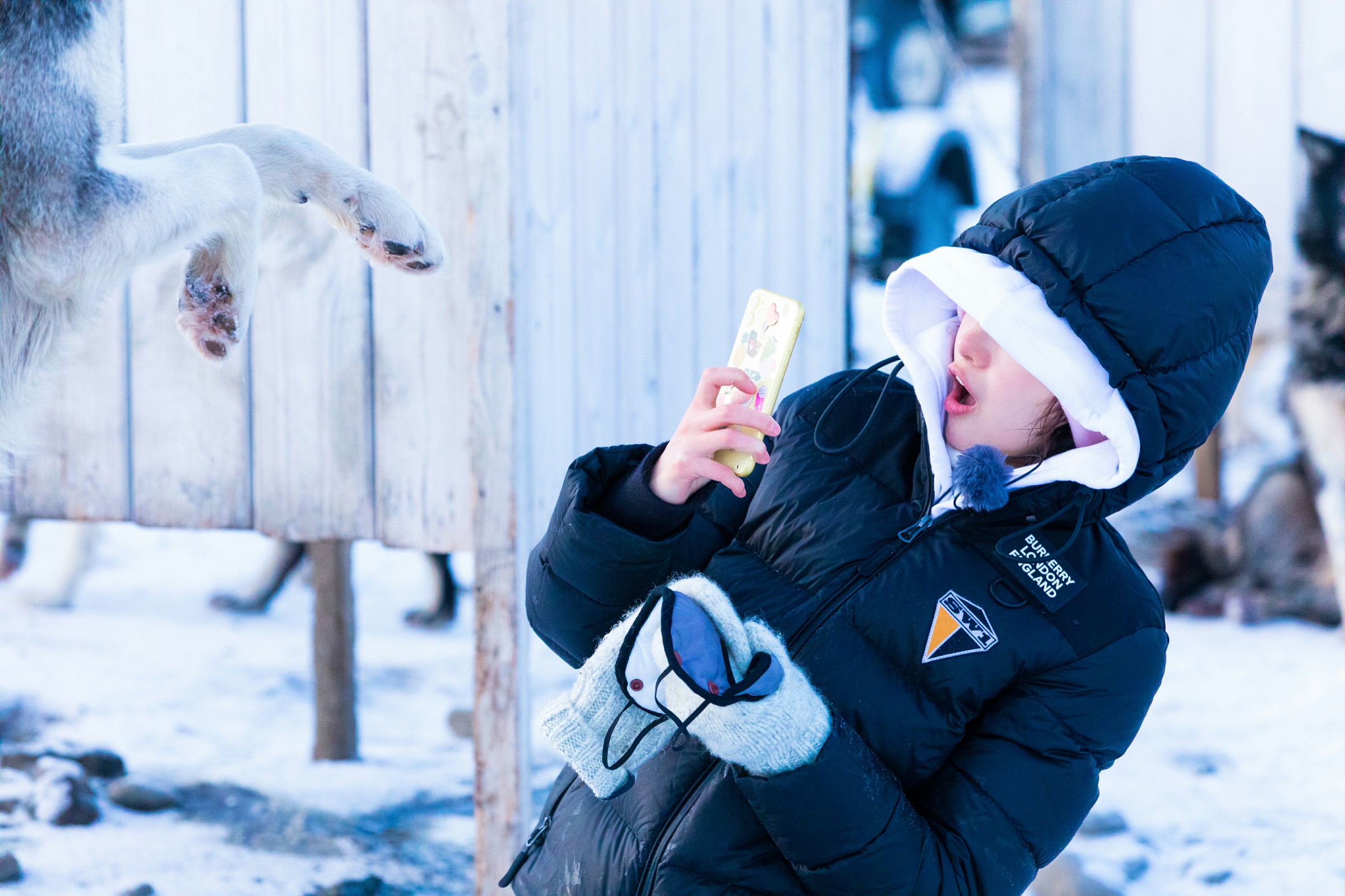 《小小的追球》周冬雨跪地逗雪橇犬,无奈反被扑倒在地