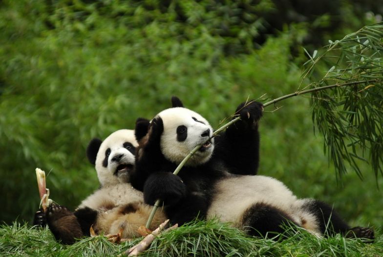 上饶野生动物乐园项目周报1130126