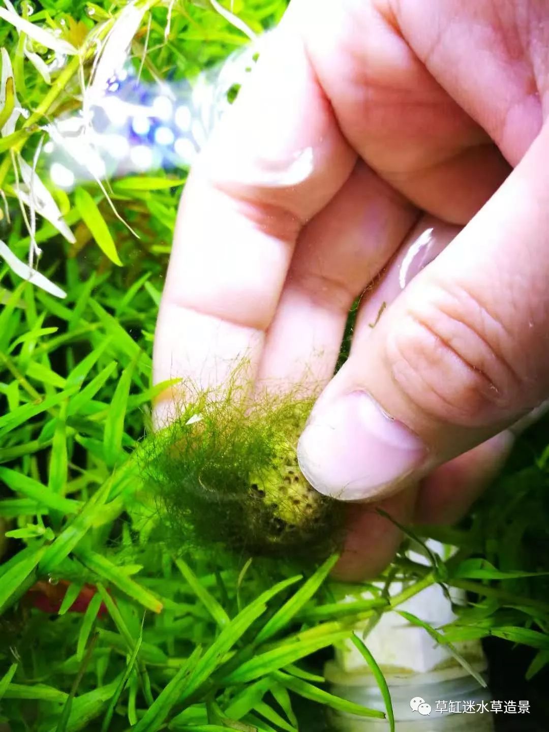 草缸毒瘤 治藻专题 丝藻 水绵 刚毛 藻类