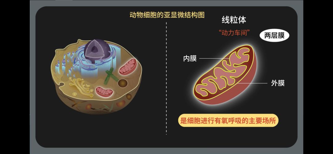 生物大師高中細胞器之間的分工起飛中國