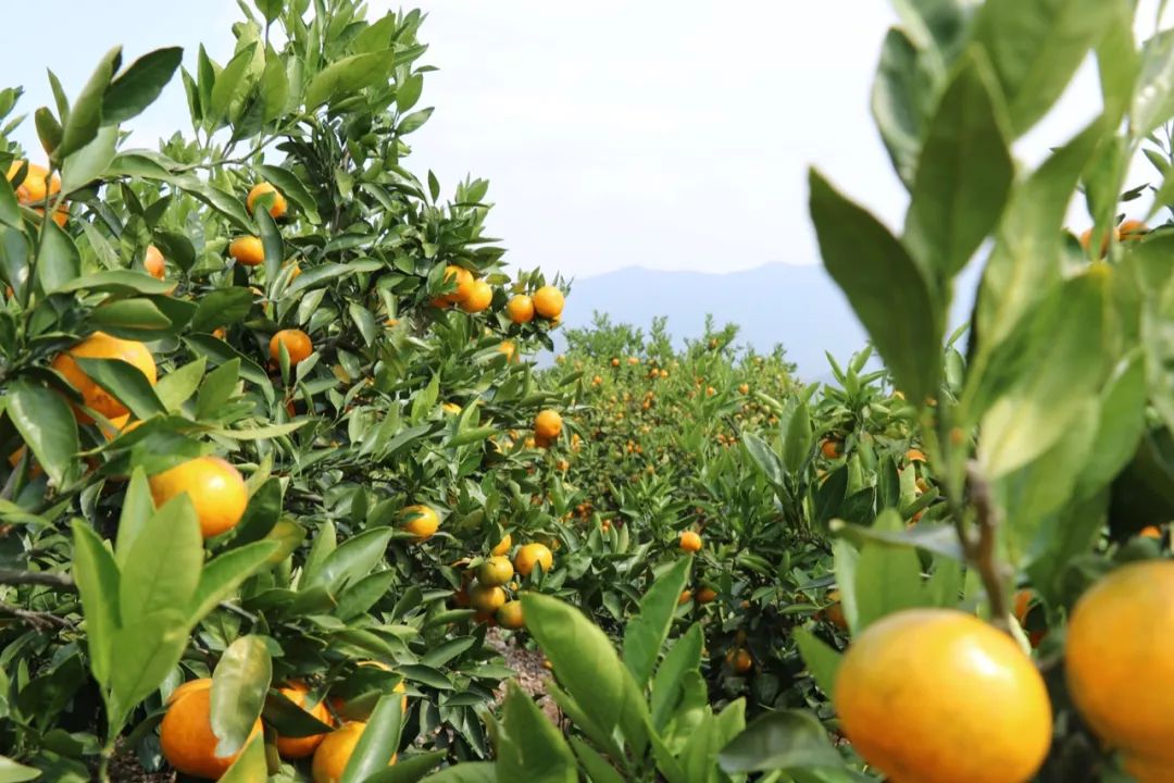 蜜桔的重点产区属于亚热带季风气候这里依山傍海位于台州临海市的东南