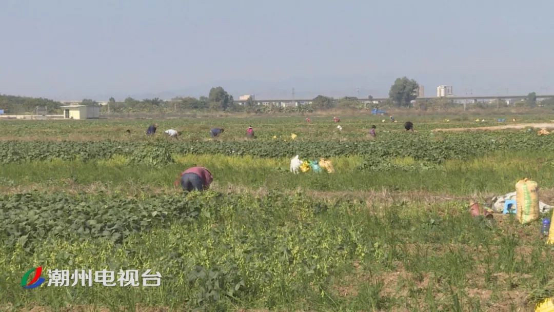 江东镇副镇长 林植标我们确定了五个村,下湖,井美,谢渡,渡头,下庄五个