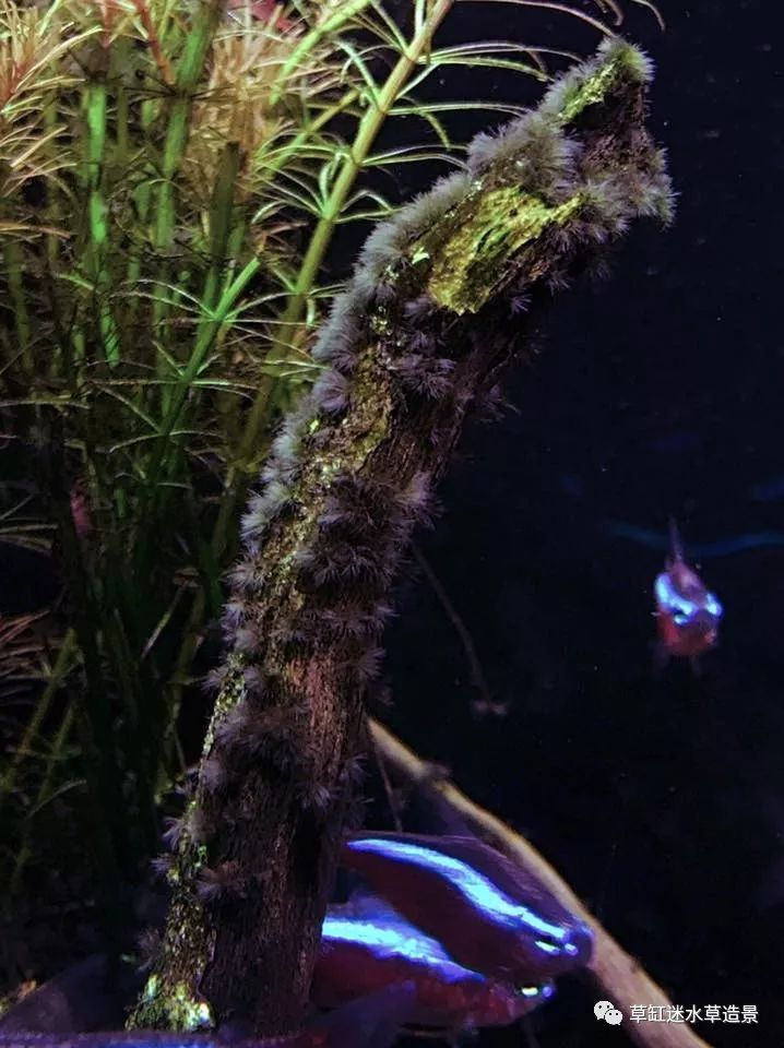 草缸毒瘤治藻专题黑毛藻