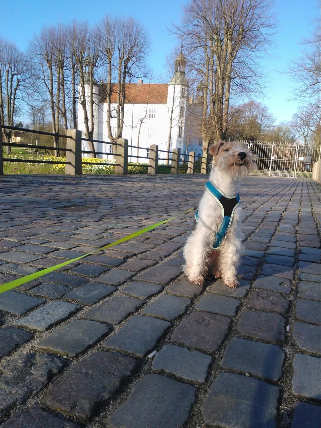 有些人认为小型梗犬比大型梗犬还要忙碌