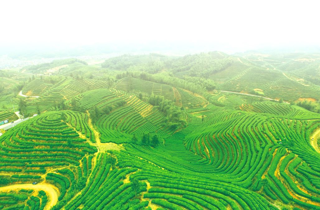 最美田园遂昌大柘万亩茶园