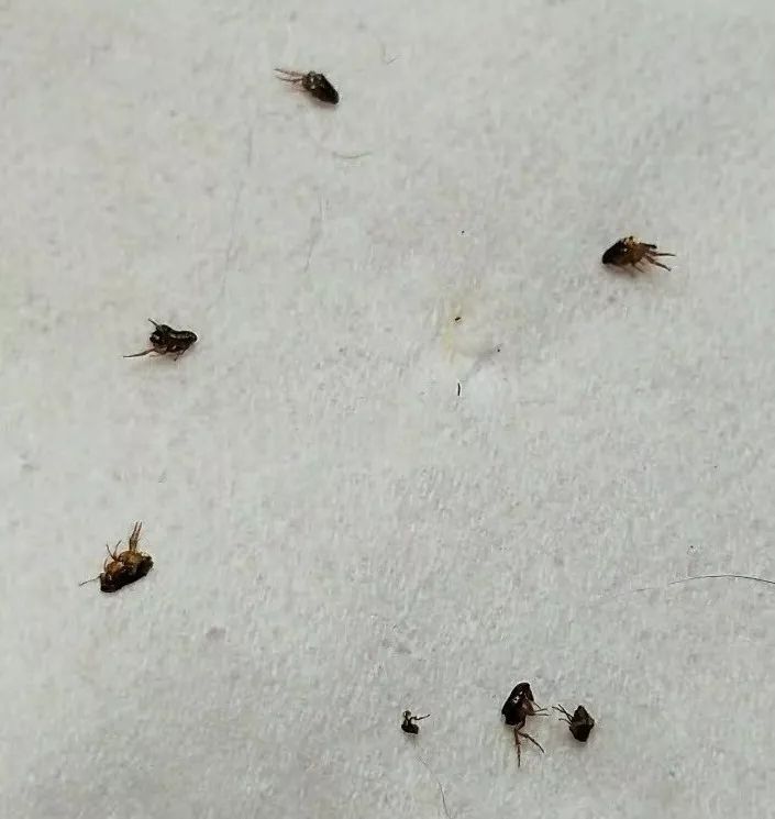 都敞亮了~~毕竟当猫狗身上有跳蚤,成虫及虫卵就会被携带到任何地方