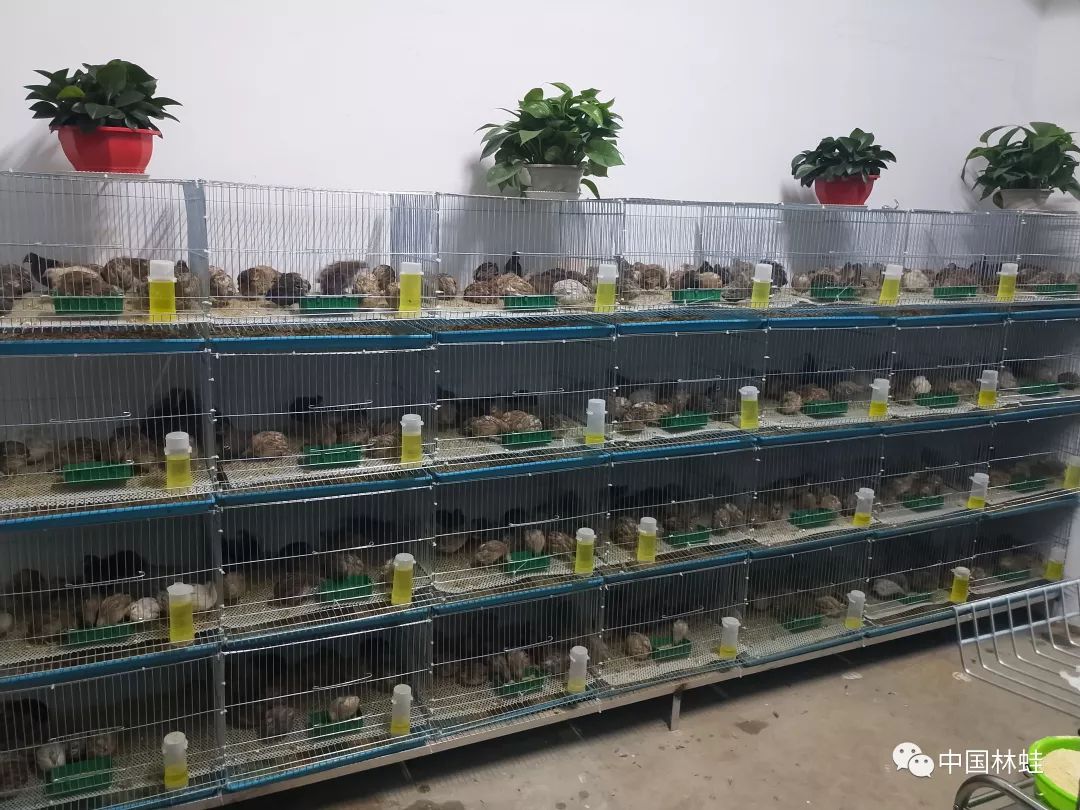 山东曹县王泽铺特养大咖玩直播