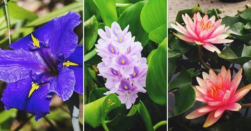 原创这些水生植物观赏性好养盆里也能长保持有水分就很好活