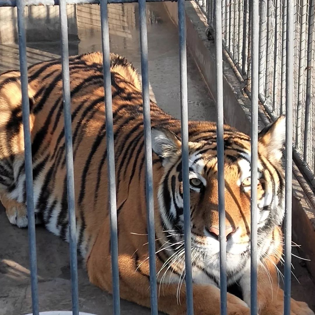 亳州动物园开始试营业位置就在