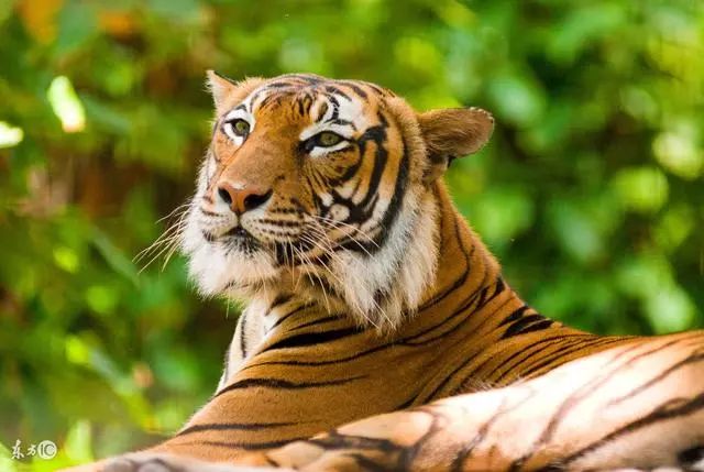 21,33岁,45岁,57岁属虎人,"注意"一个人