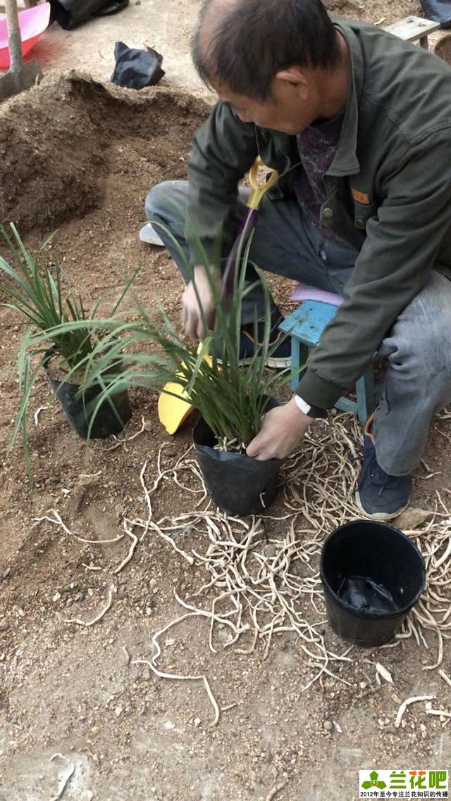 原创兰花怎样种植