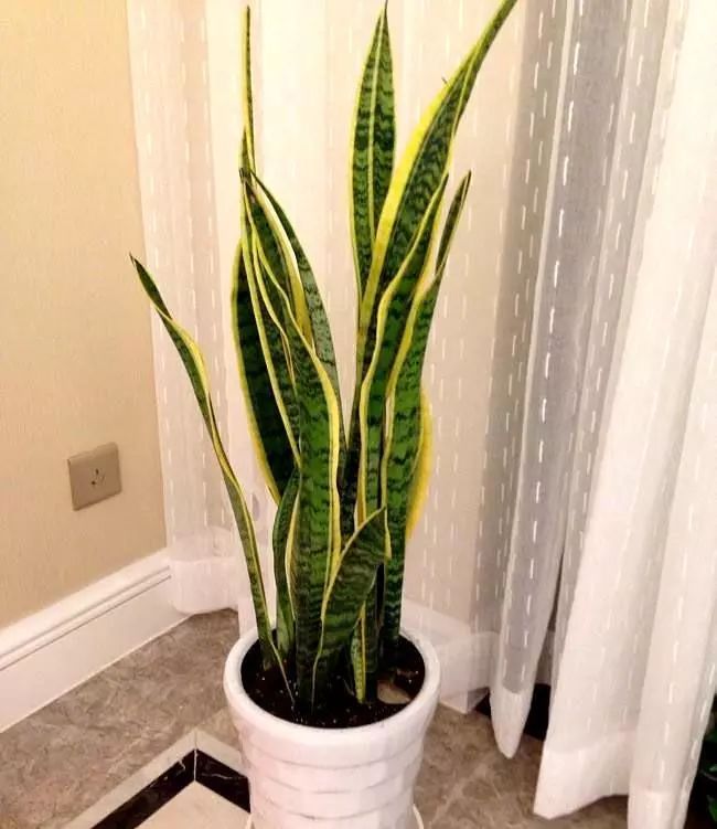 这四种植物在夜间释放氧气,非常适合养在卧室!_仙人掌